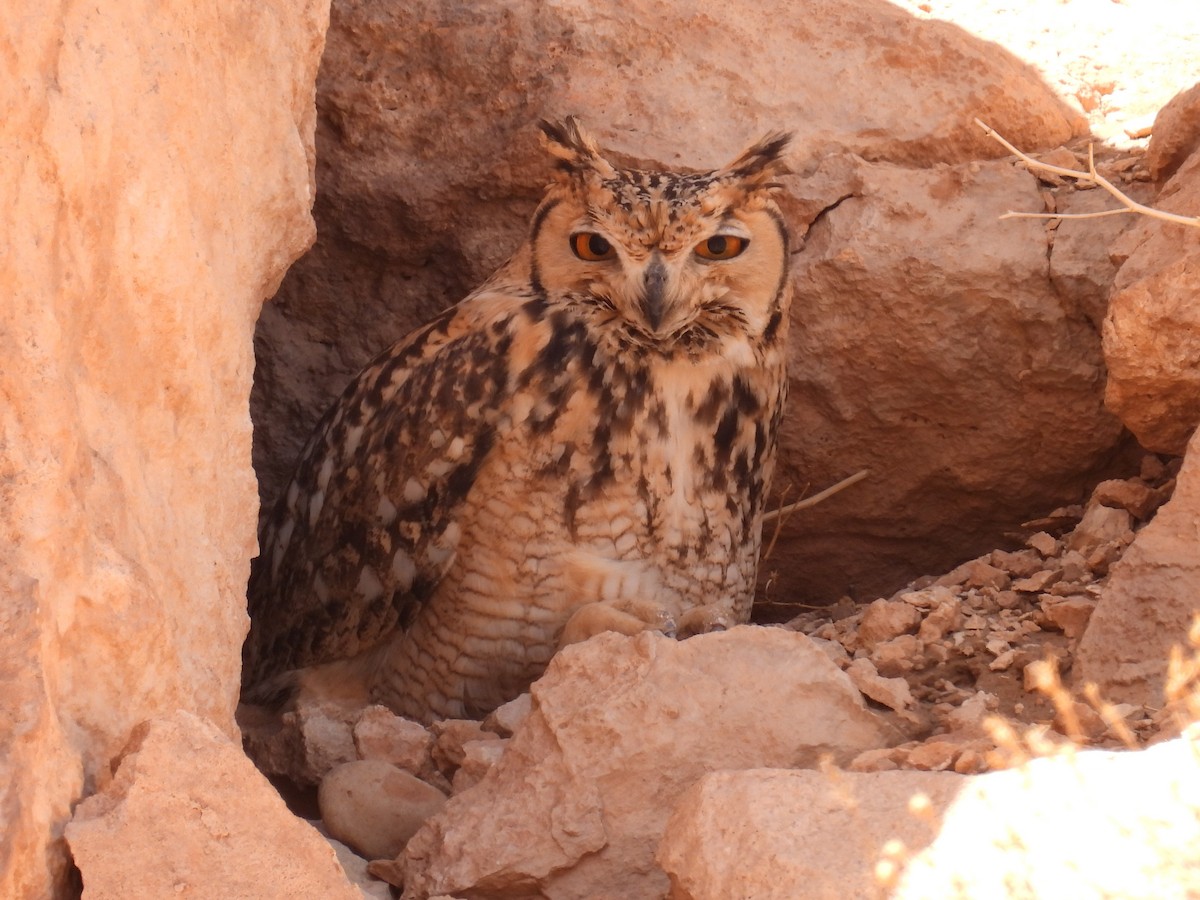 Pharaoh Eagle-Owl - ML619630802