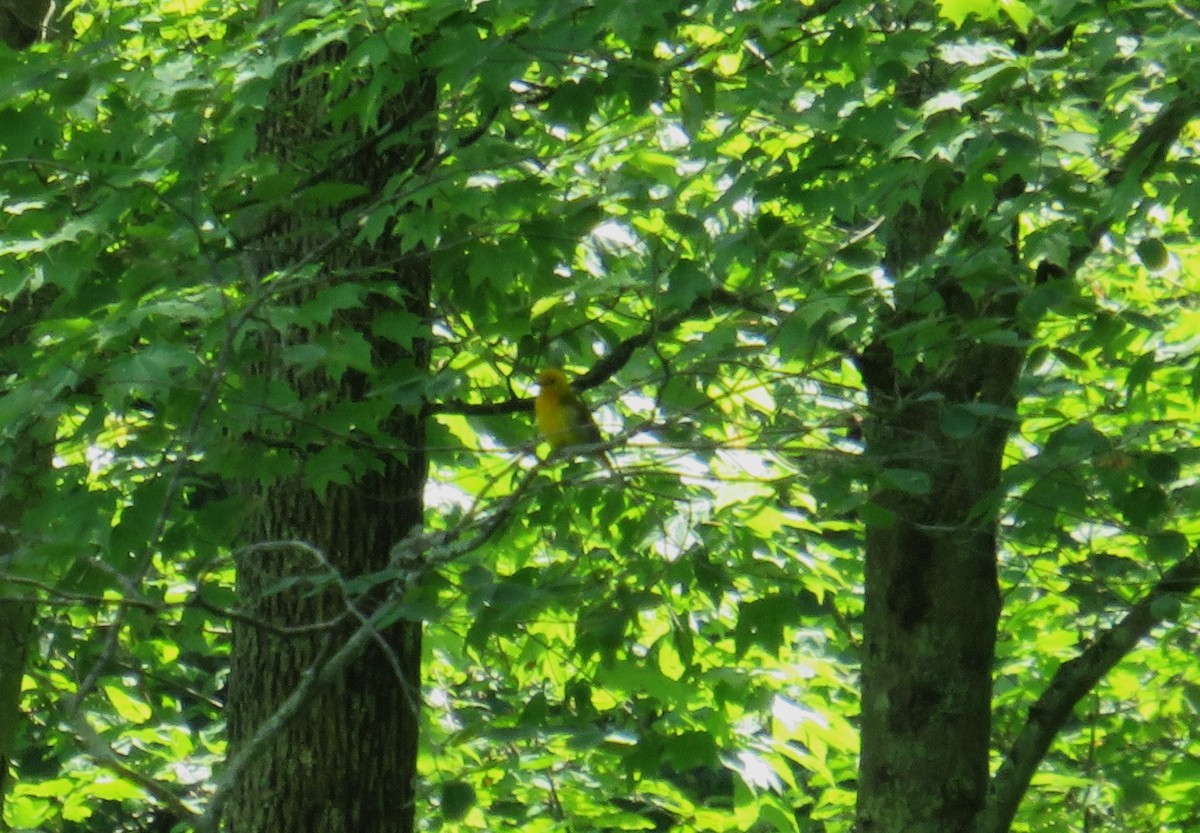 Prothonotary Warbler - John Haas