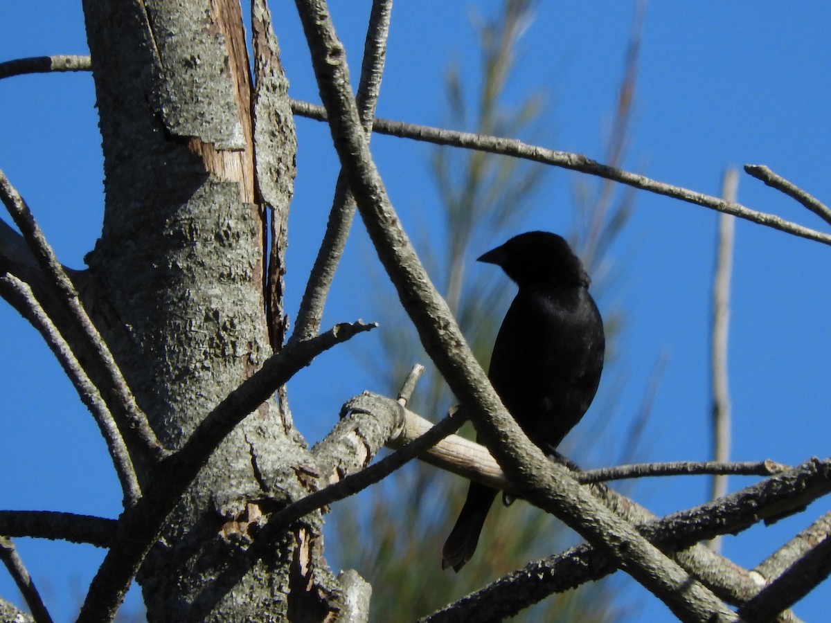 Screaming Cowbird - inés otero