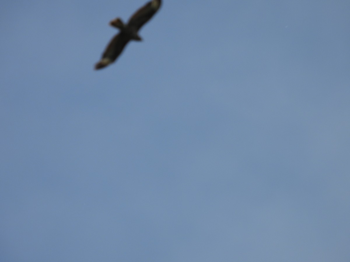 Common Buzzard - Danka Jaksic