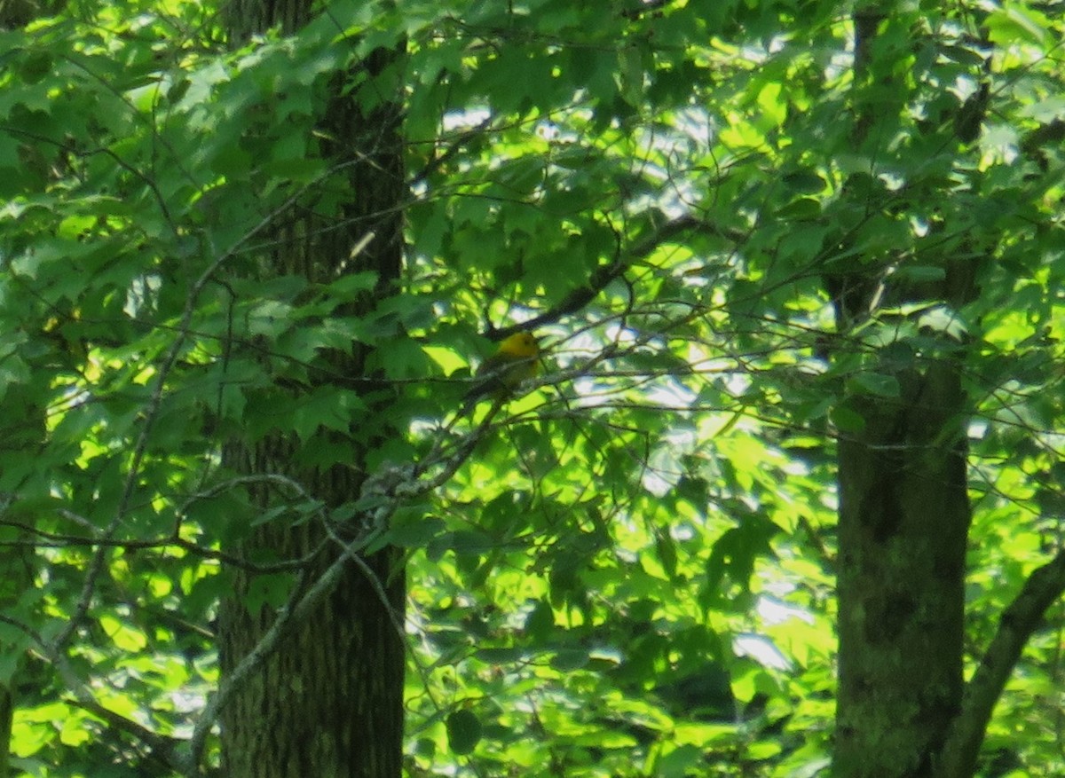 Prothonotary Warbler - John Haas