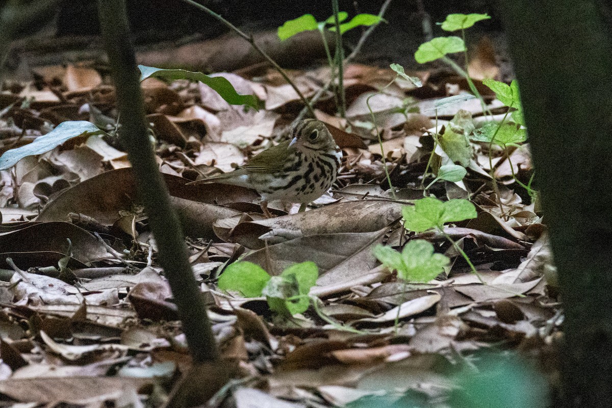 Ovenbird - Mark Wilson