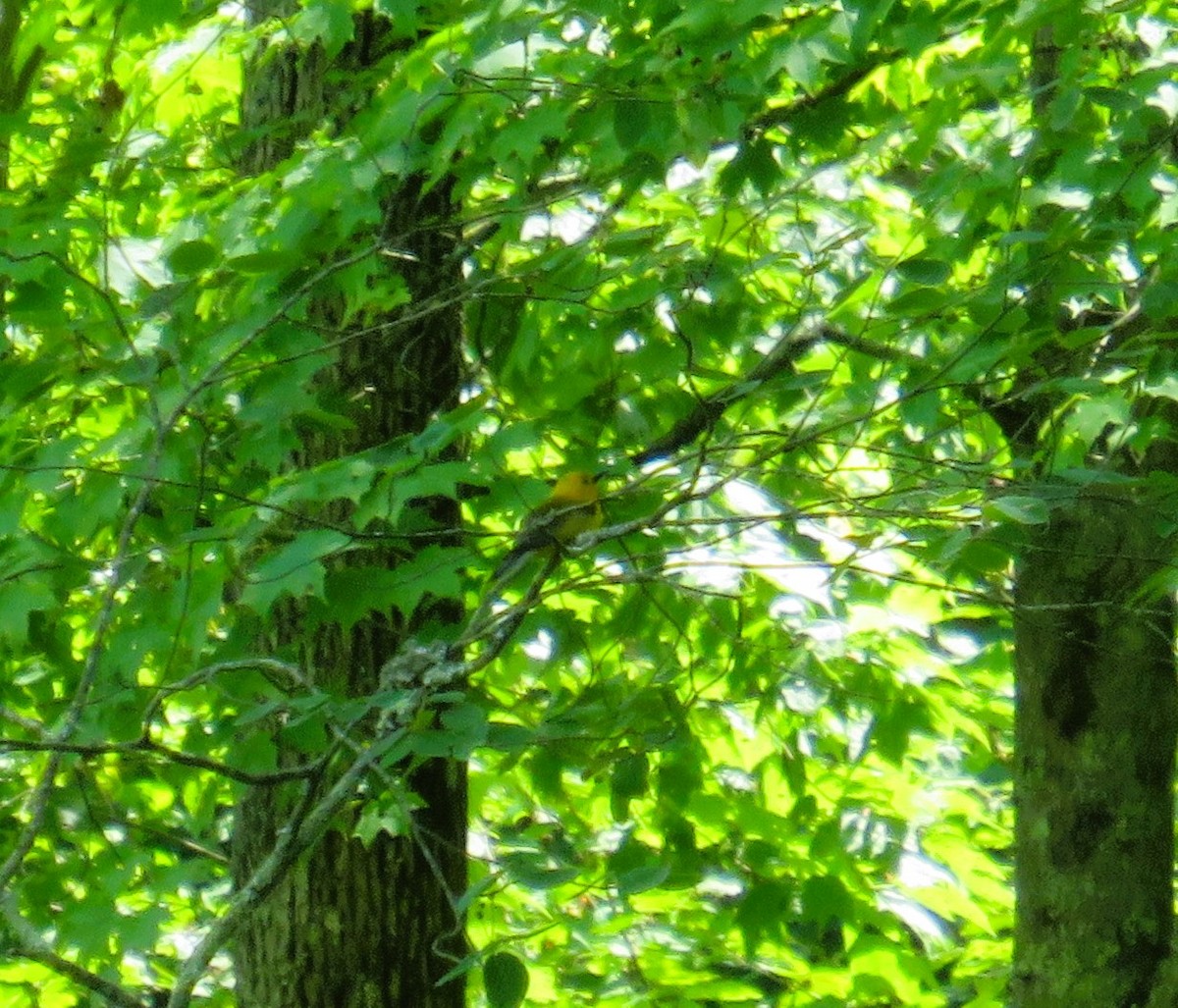 Prothonotary Warbler - John Haas