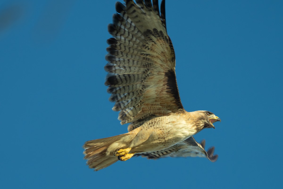 Red-tailed Hawk - ML619630837