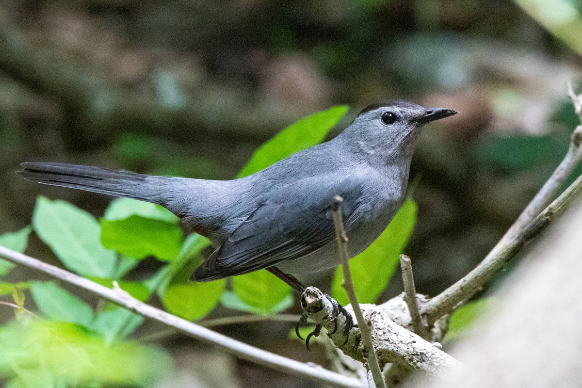 Gray Catbird - Mark Wilson