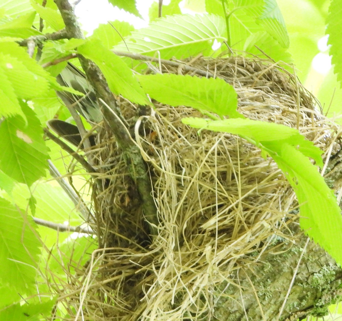 American Robin - alan murray