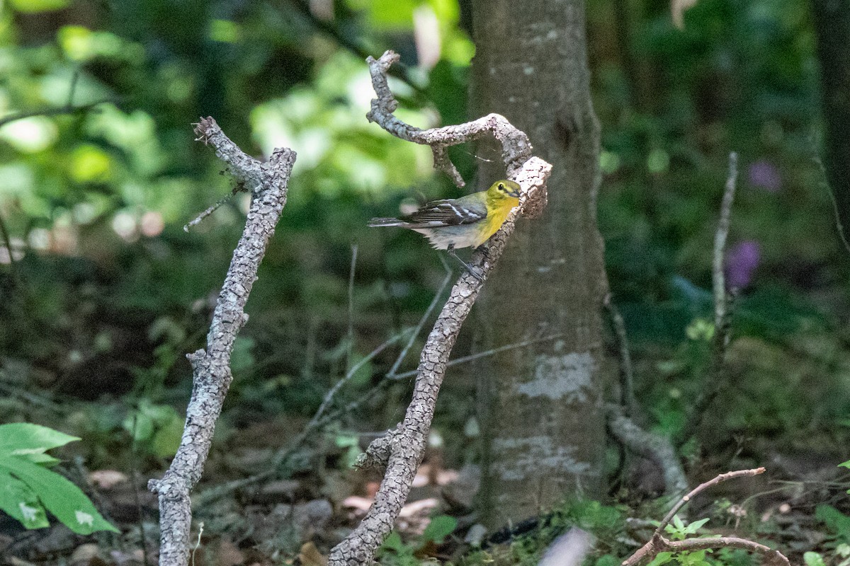 Yellow-throated Vireo - Mark Wilson