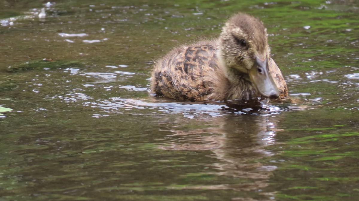 Canard colvert - ML619630872