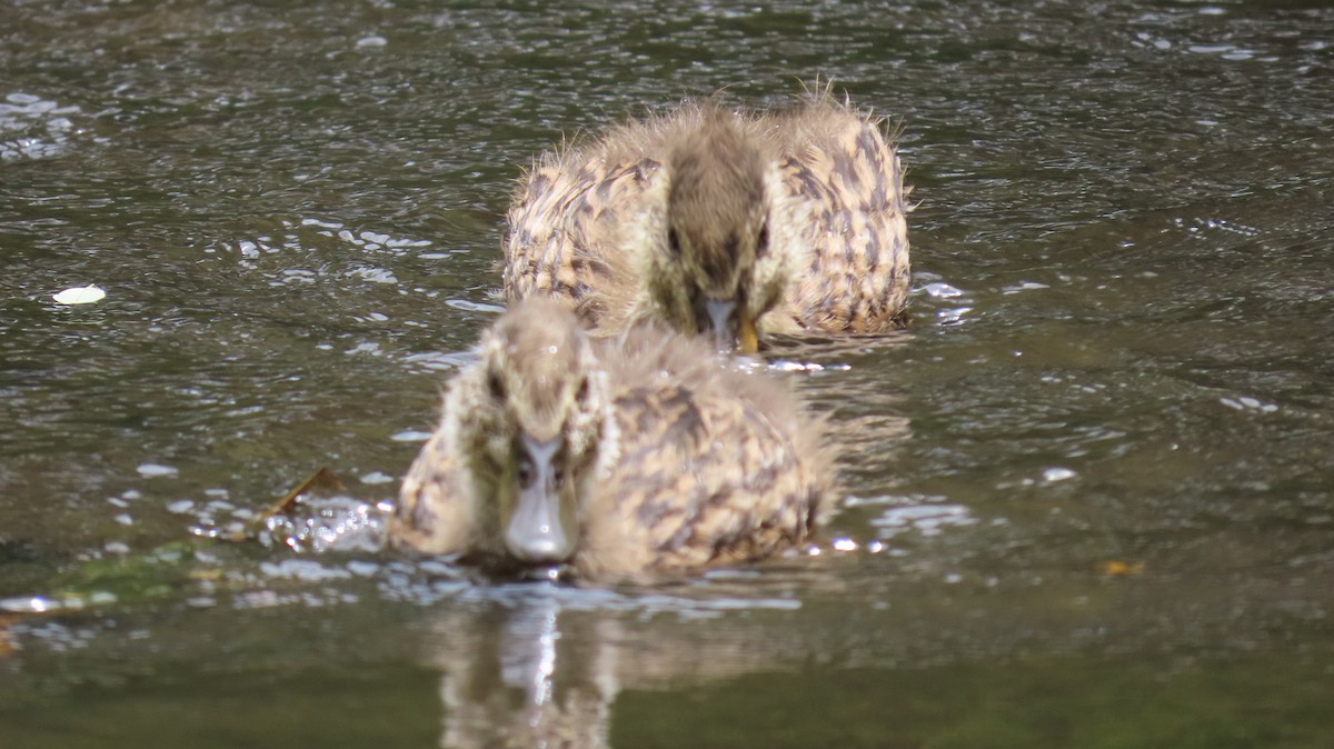 Canard colvert - ML619630873