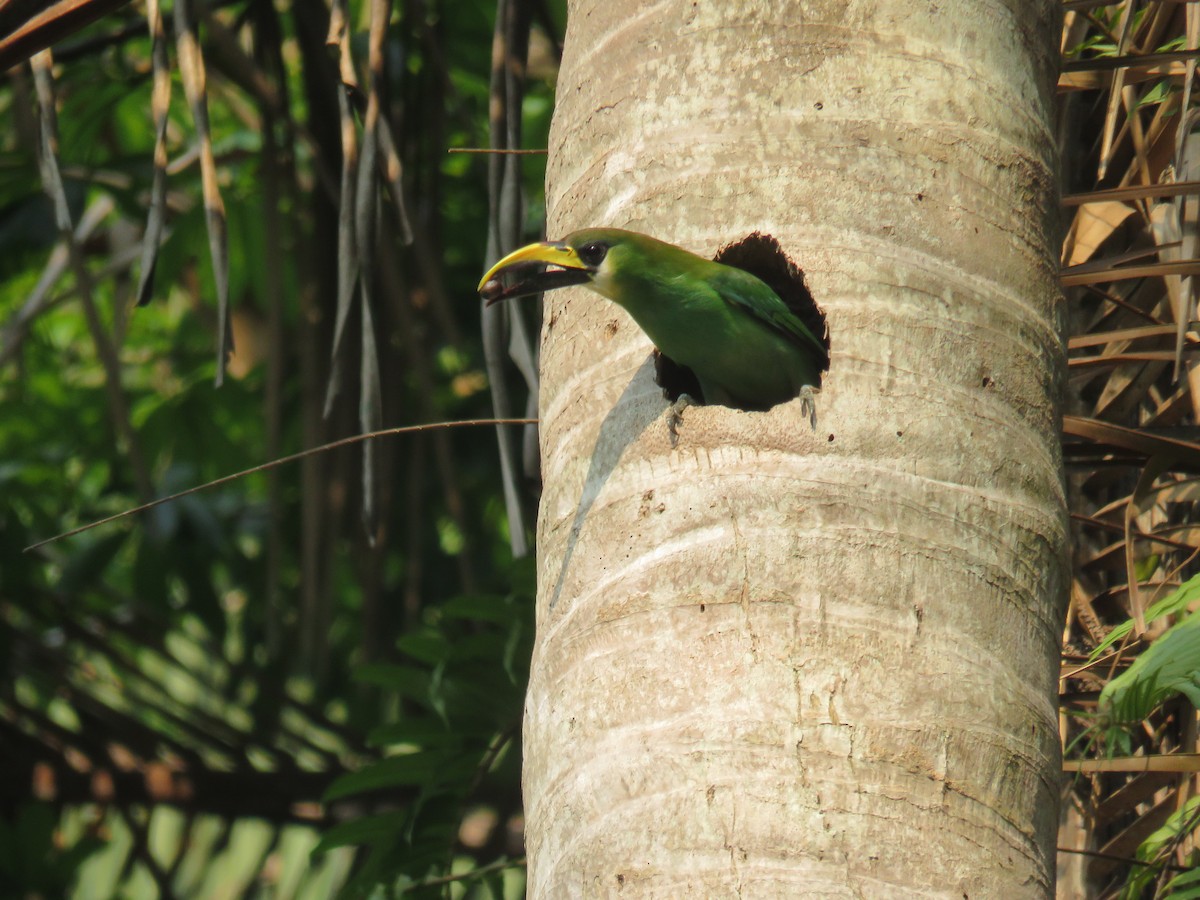 Northern Emerald-Toucanet - ML619630877