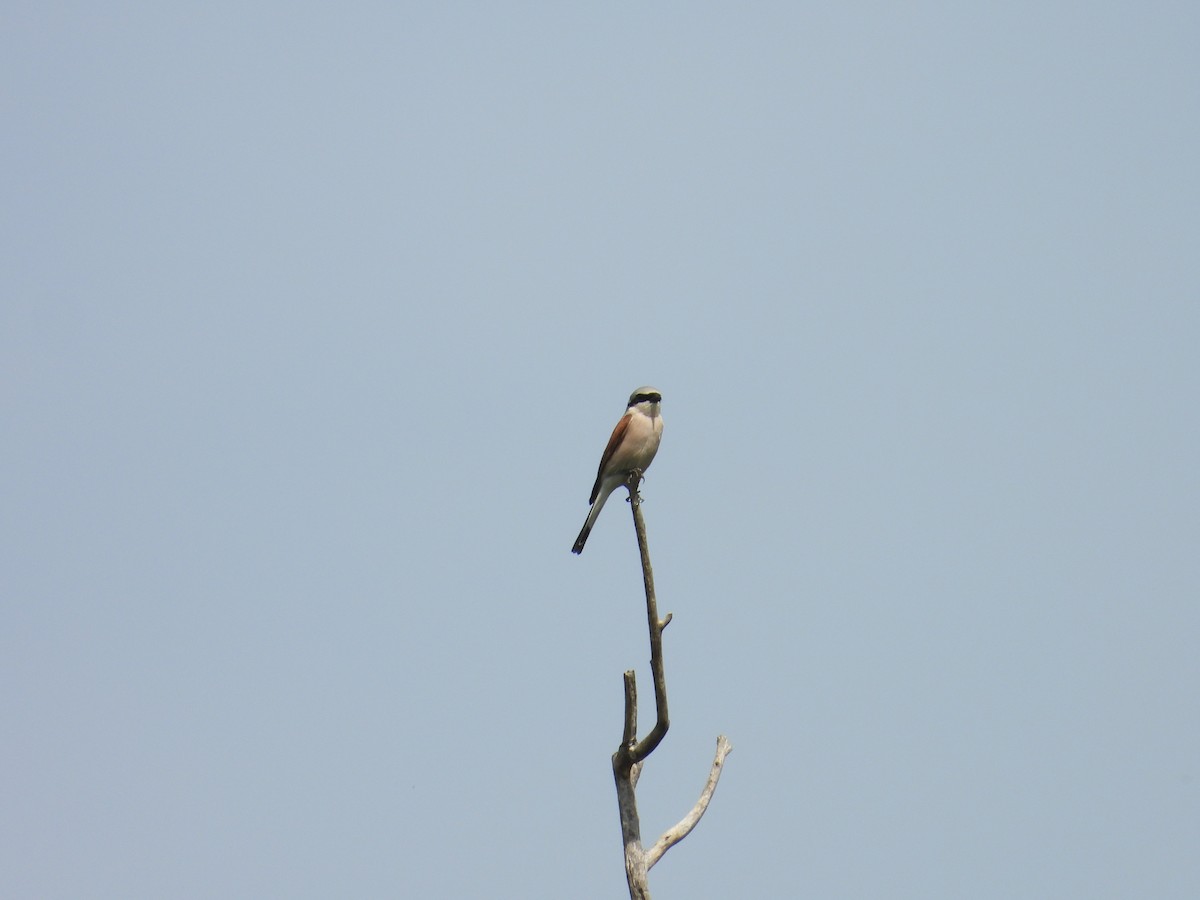 Red-backed Shrike - Danka Jaksic