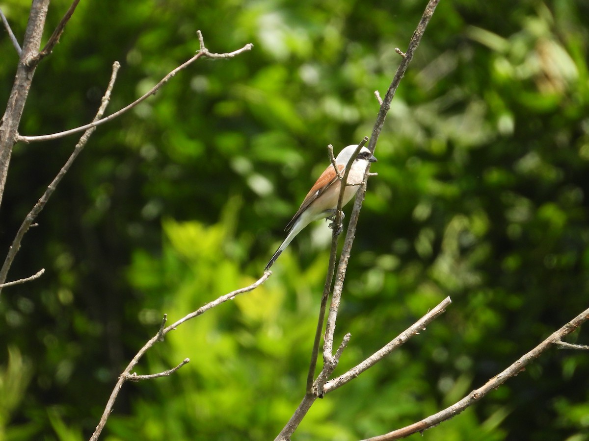 Red-backed Shrike - Danka Jaksic