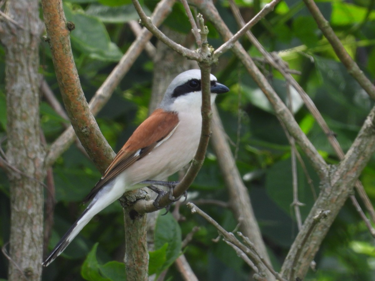 Red-backed Shrike - Danka Jaksic