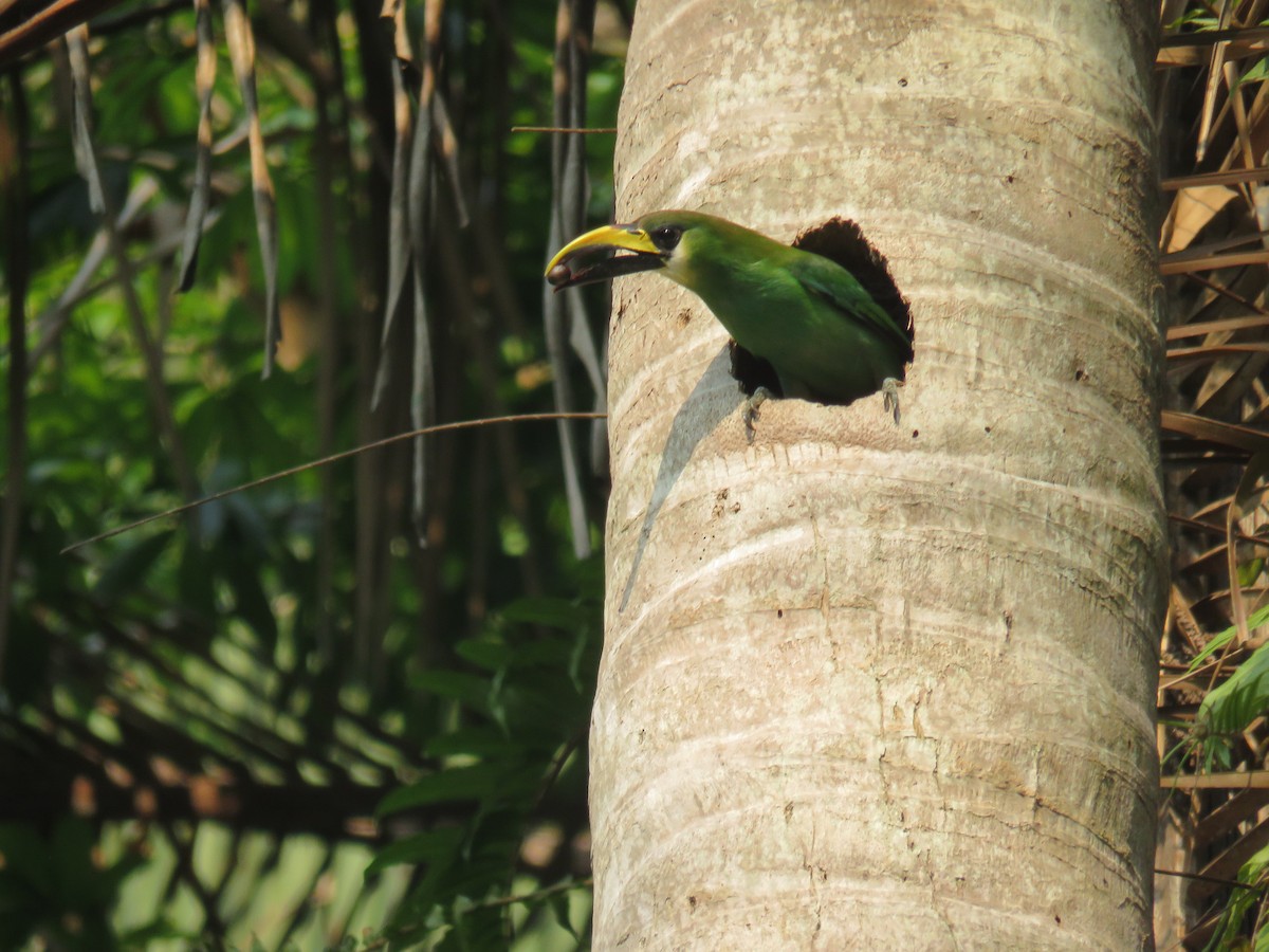 Northern Emerald-Toucanet - ML619630887