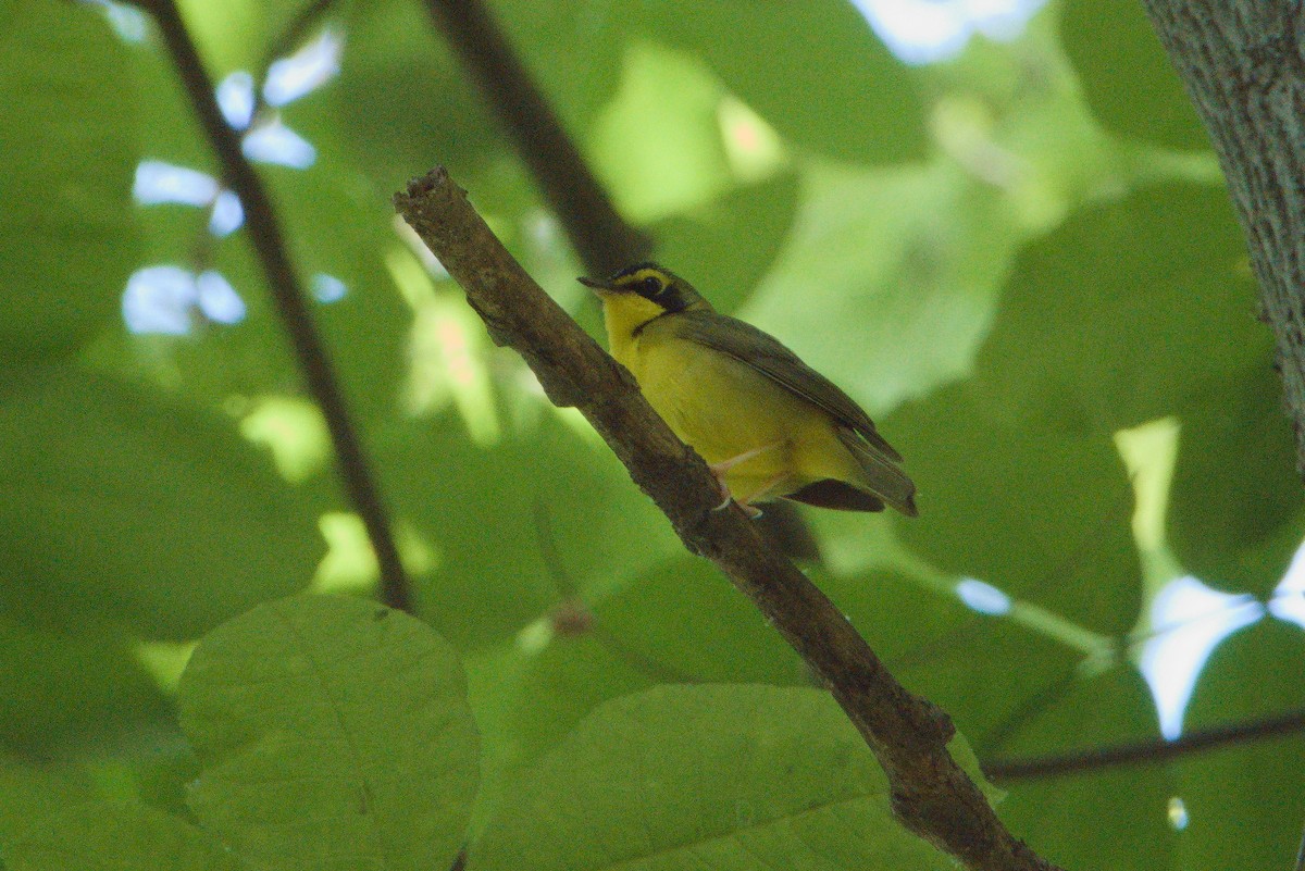 Kentucky Warbler - Scott Harris