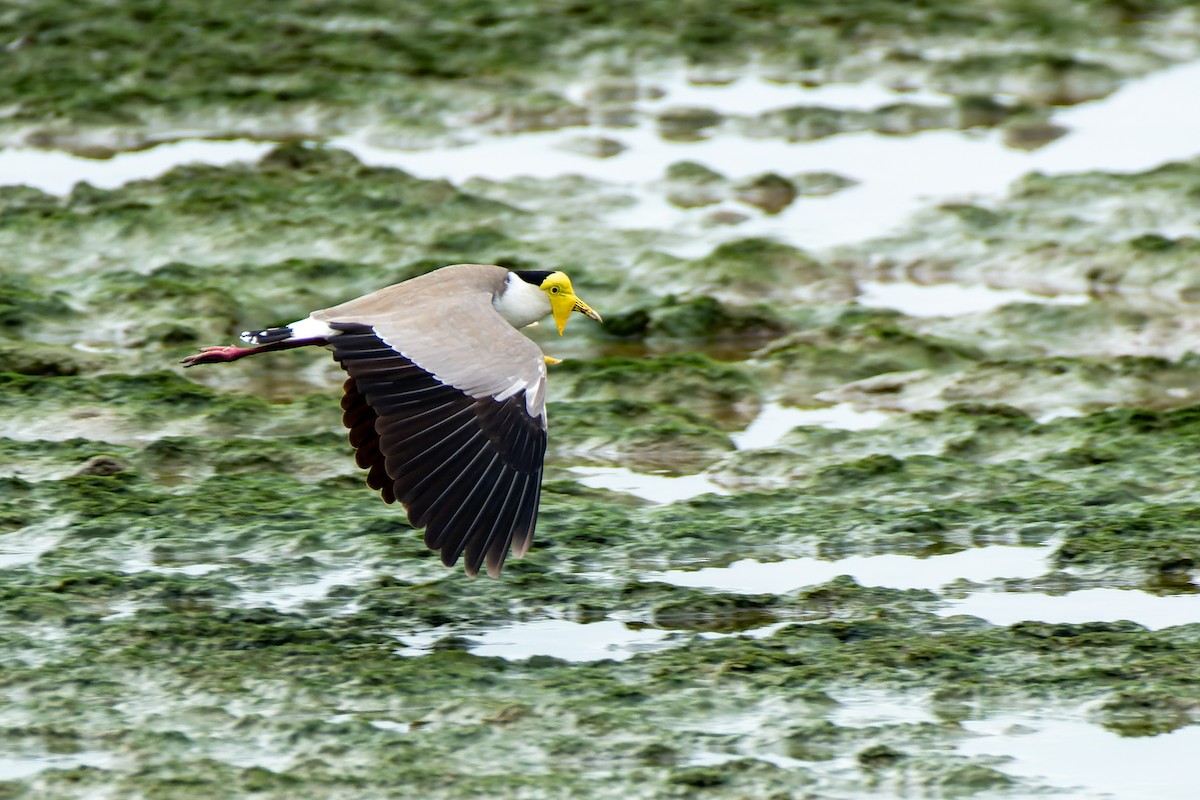 Masked Lapwing - Andrew Moore