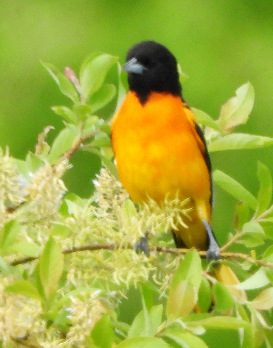 Baltimore Oriole - alan murray