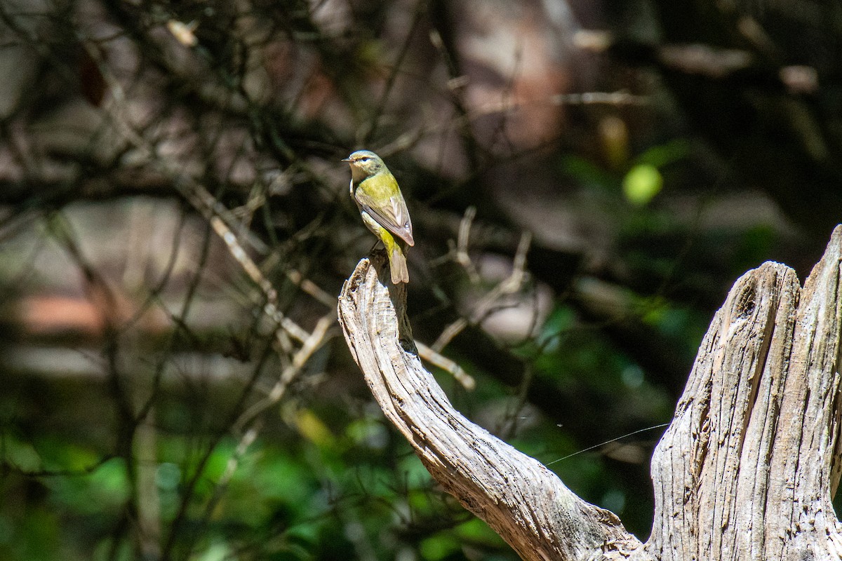 Tennessee Warbler - Mark Wilson