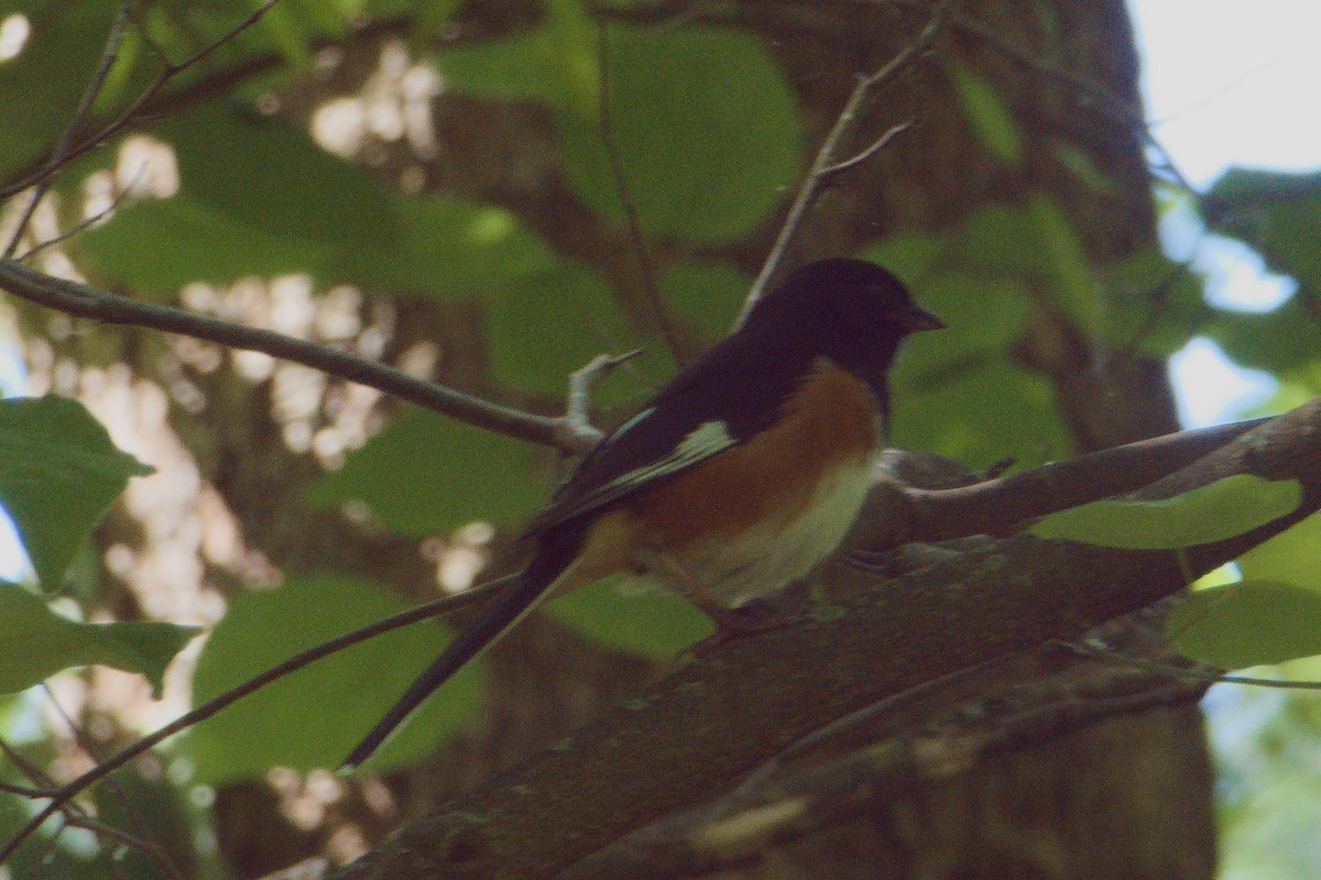 Eastern Towhee - Scott Harris