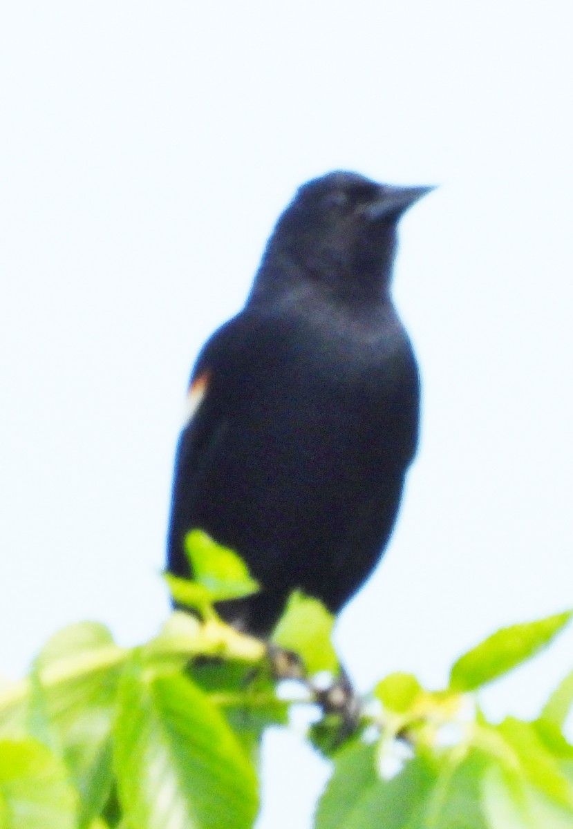 Red-winged Blackbird - alan murray