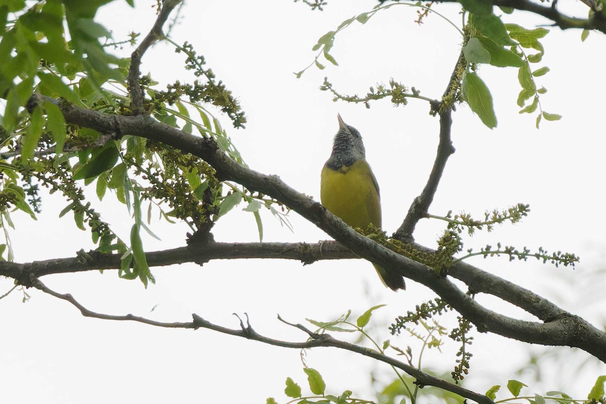 Mourning Warbler - Matthew Mellor