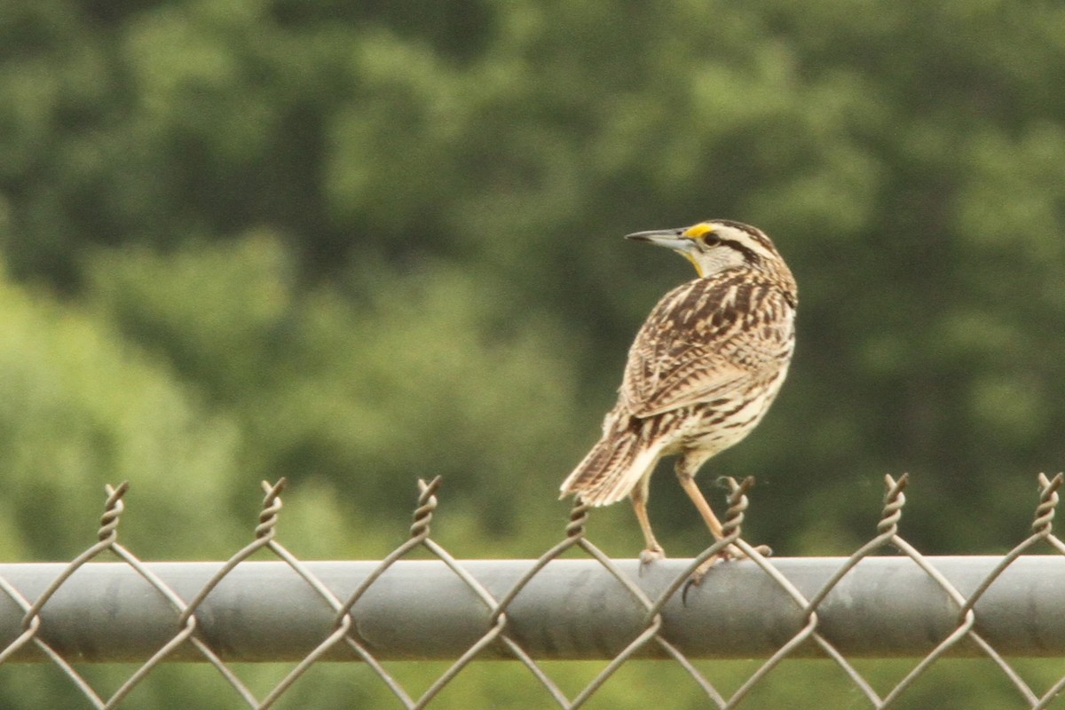 Eastern Meadowlark - Josh Duis