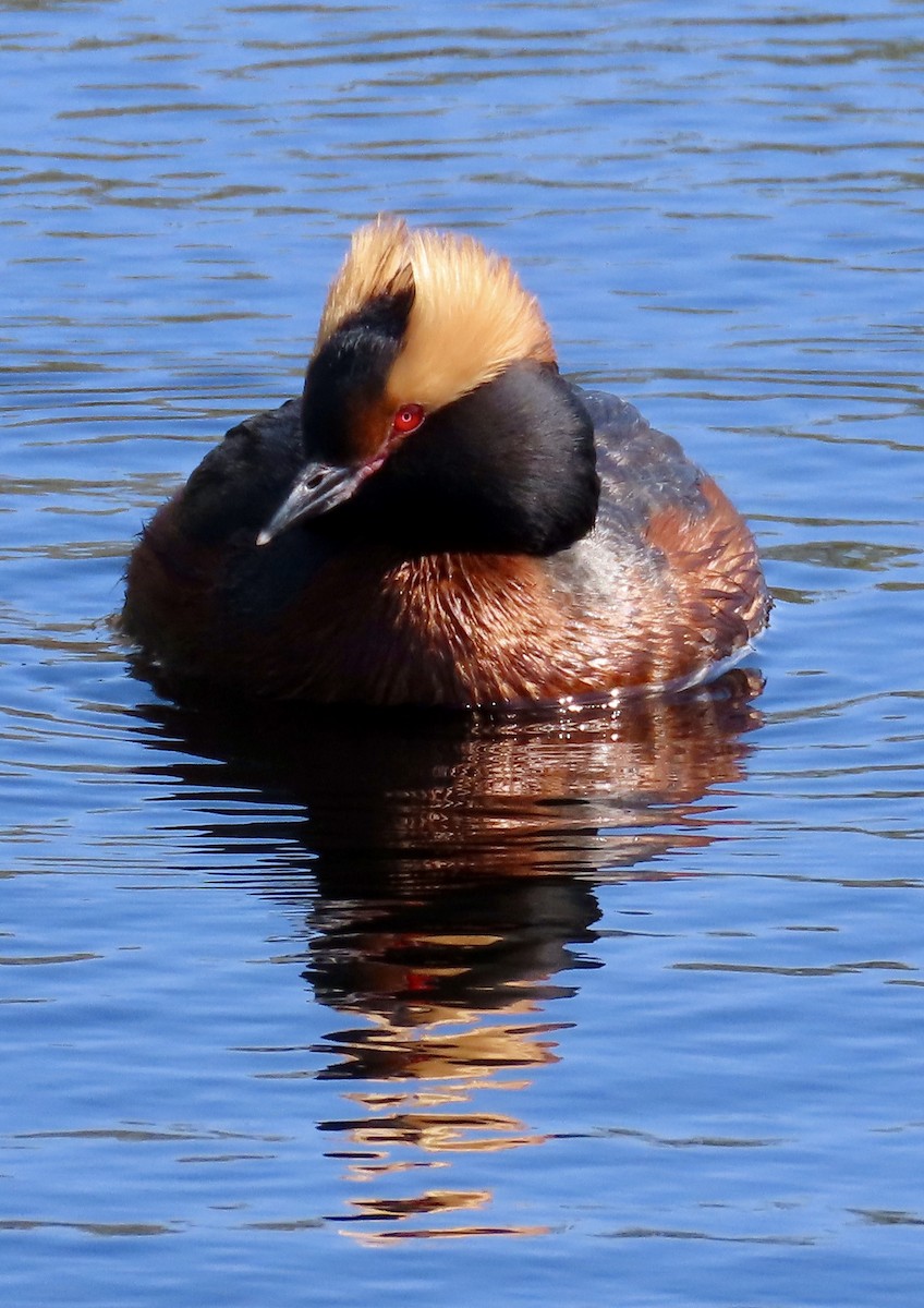 Horned Grebe - Suzanne Roberts