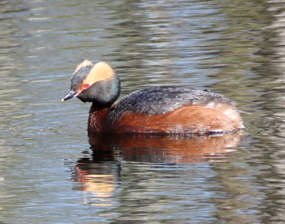 Horned Grebe - Suzanne Roberts