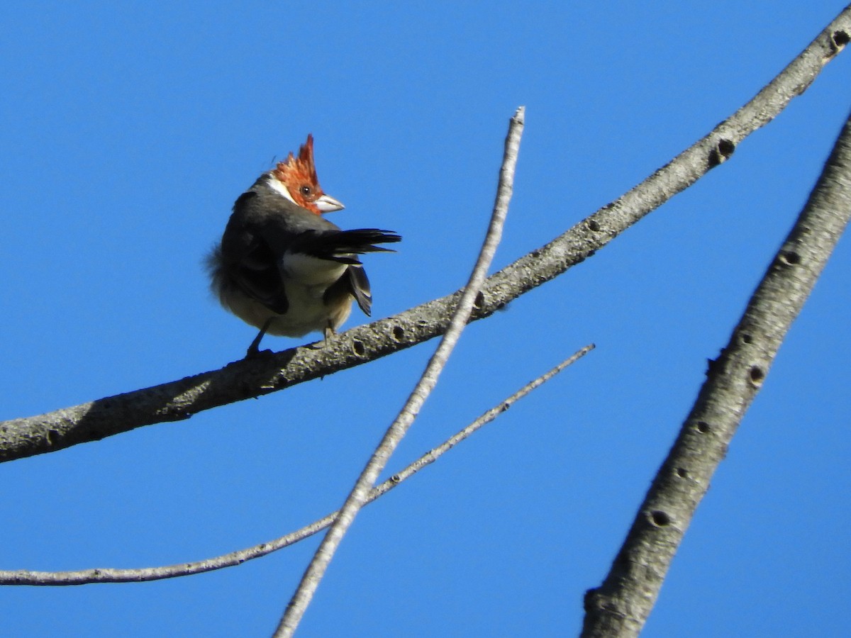 Red-crested Cardinal - inés otero