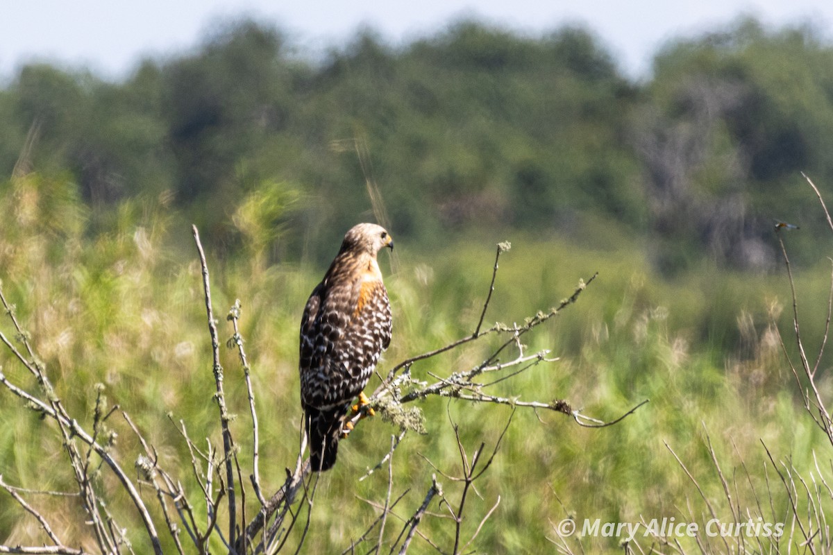 Red-shouldered Hawk - Mary Alice Curtiss