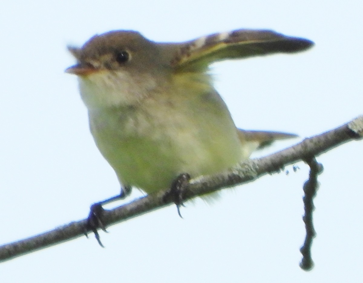 Willow Flycatcher - alan murray