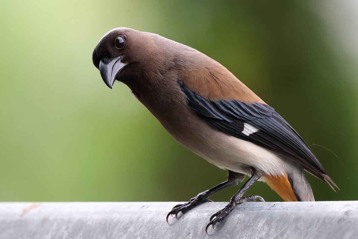 Gray Treepie - Sam Zhang