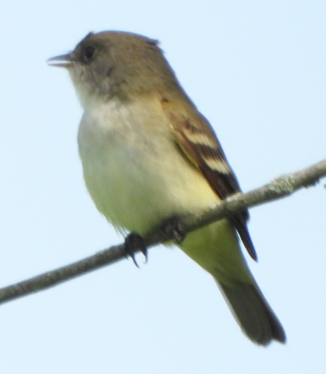 Willow Flycatcher - alan murray