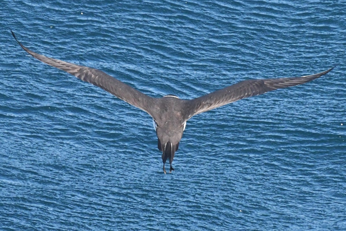 Pomarine Jaeger - Bill Eisele