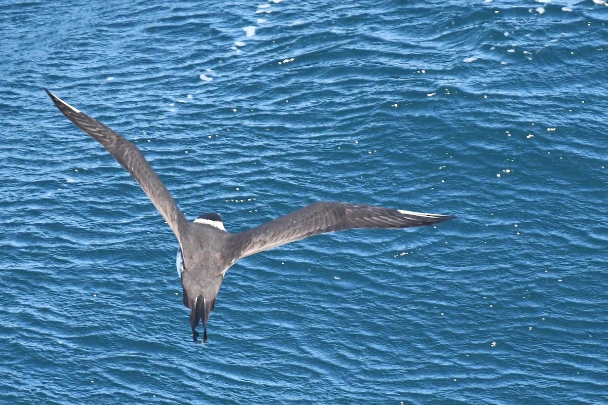 Pomarine Jaeger - Bill Eisele