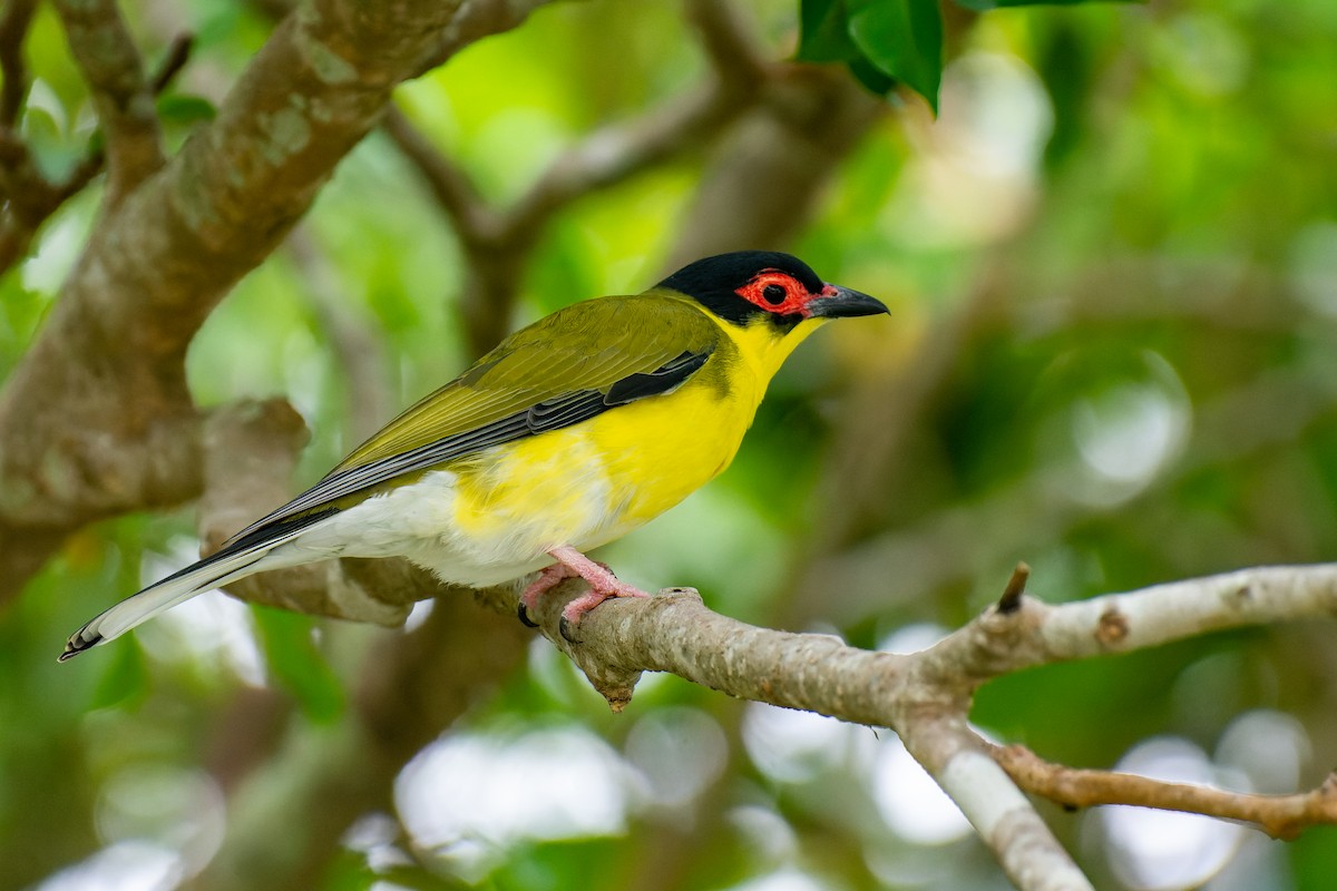 Australasian Figbird - Andrew Moore