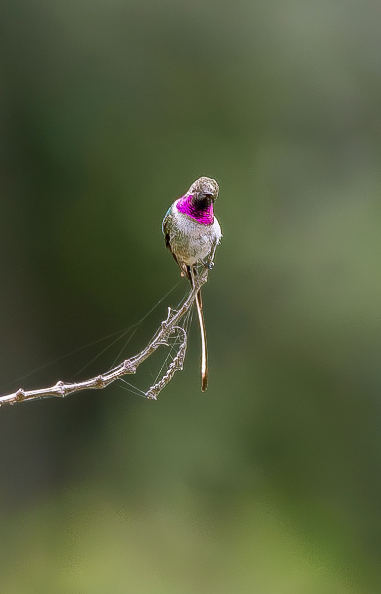 Peruvian Sheartail - José Antonio Padilla Reyes