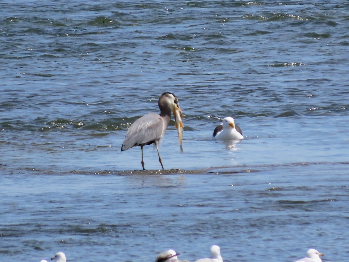 Great Blue Heron - ML619630923