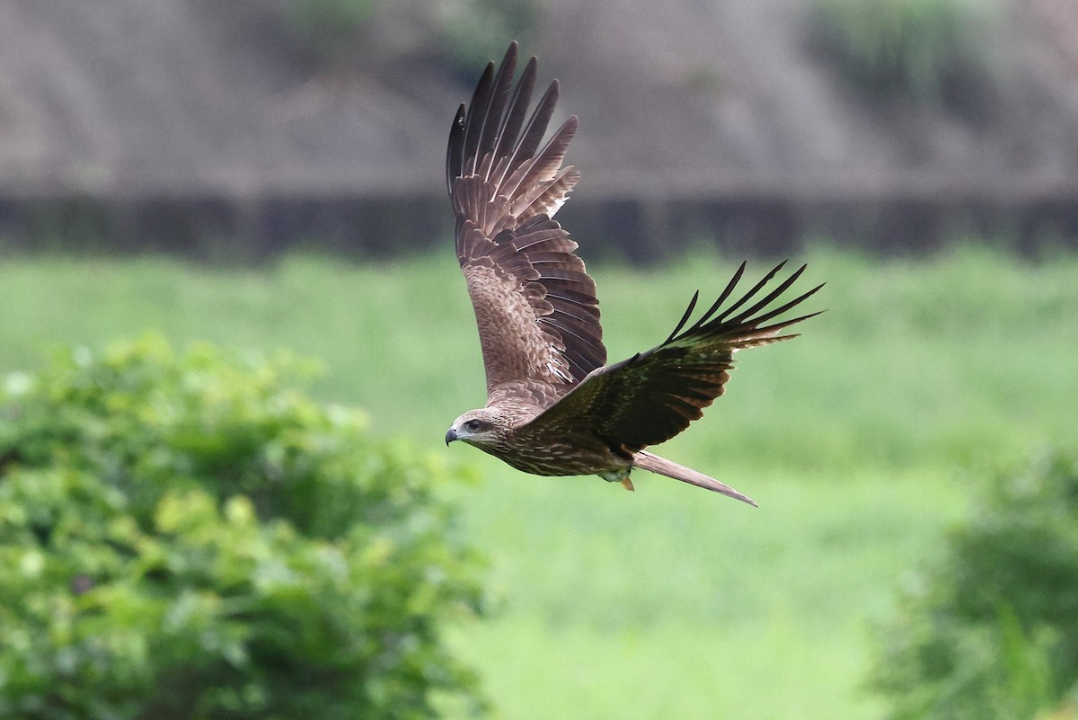 Black Kite (Black-eared) - Sam Zhang