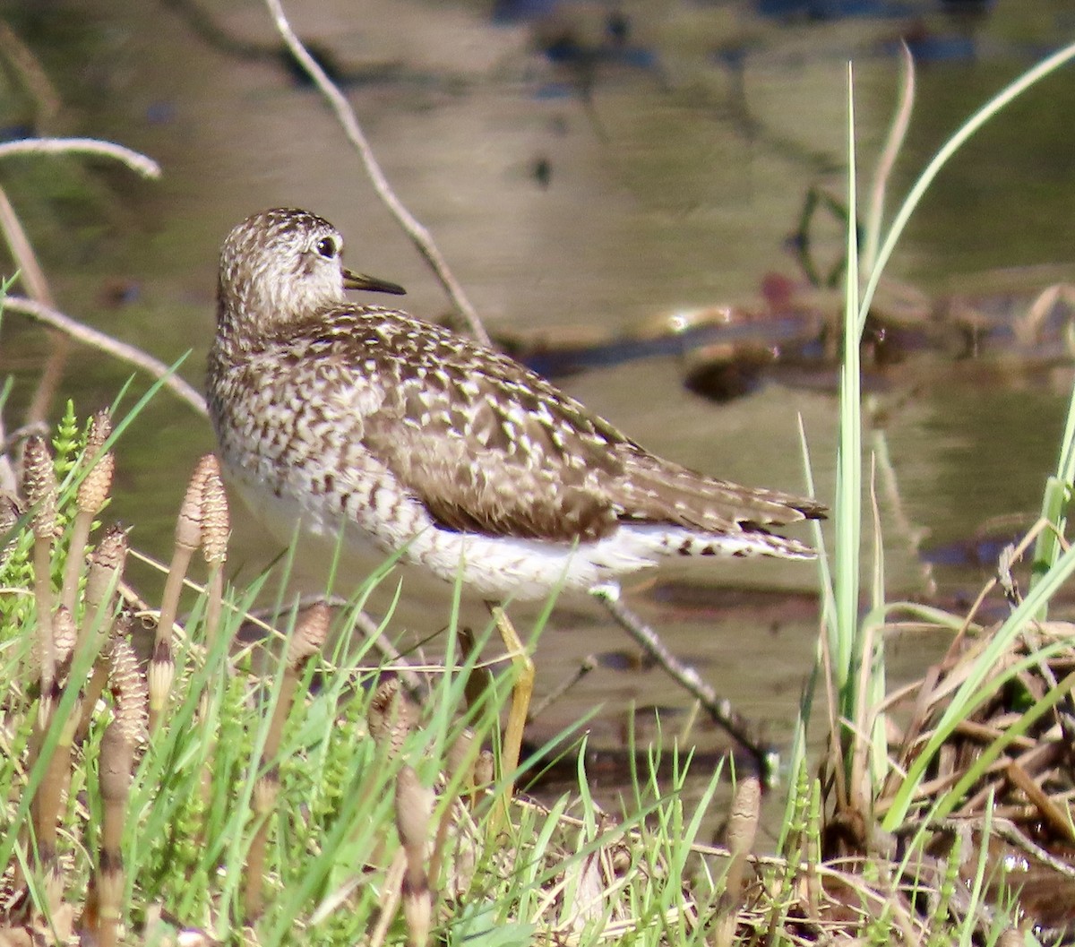 Wood Sandpiper - Suzanne Roberts