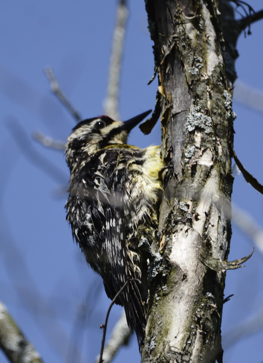 Yellow-bellied Sapsucker - Dominique Blanc