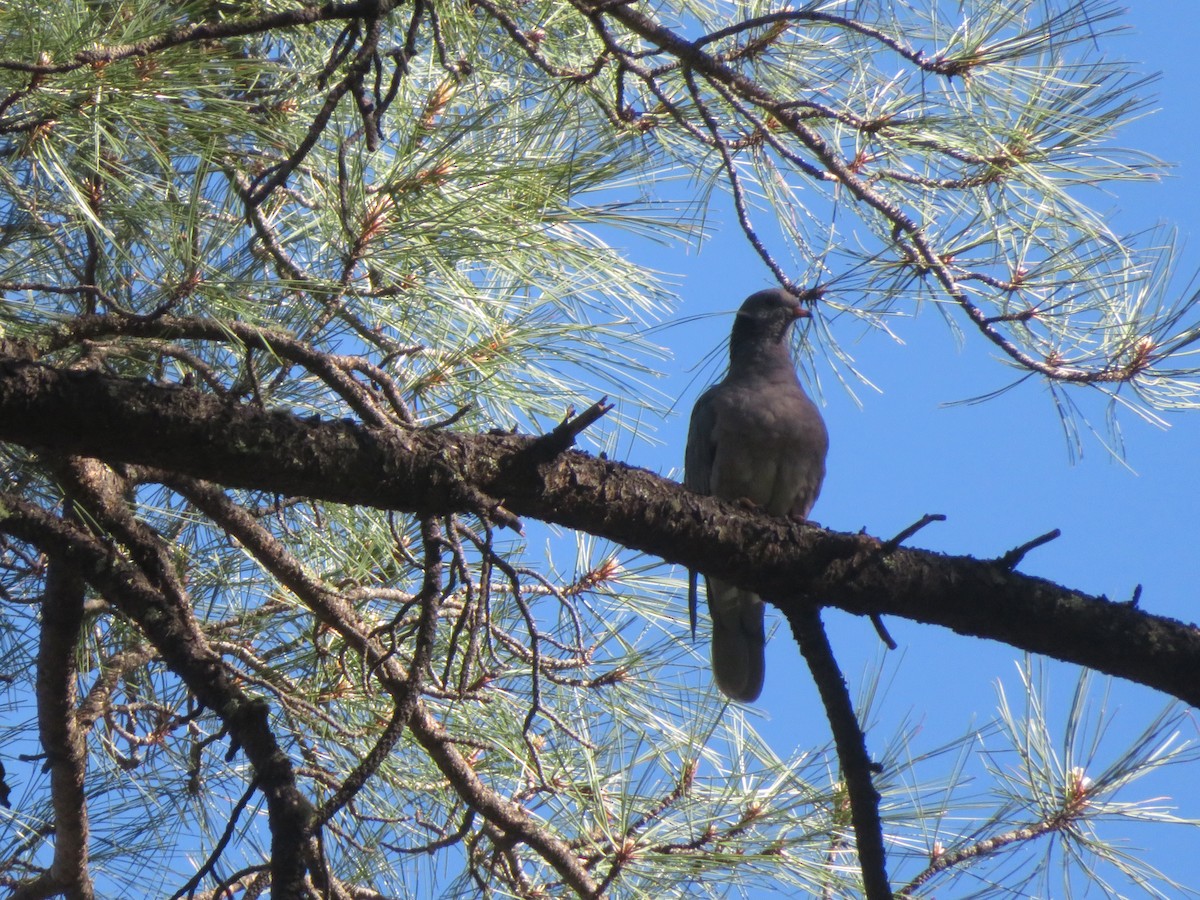 Band-tailed Pigeon - Ken Dayer