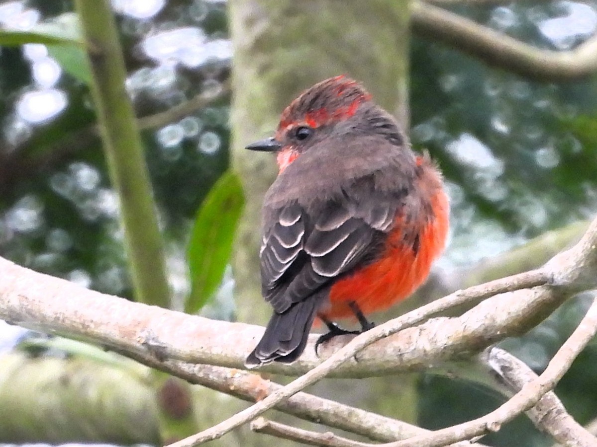 Vermilion Flycatcher - Aldo Cruz