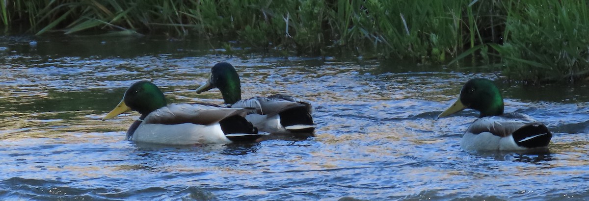 Mallard - Catherine Hagen