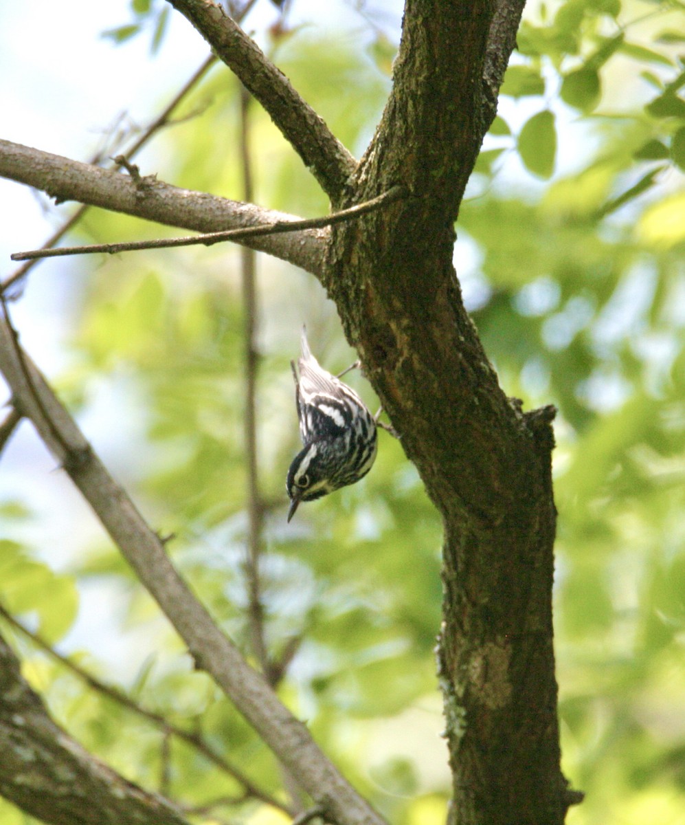 Black-and-white Warbler - Andrew Charles