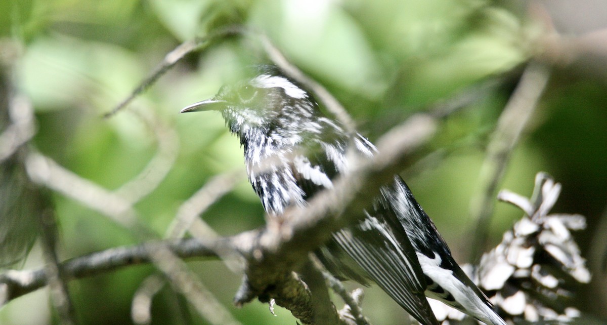 Black-and-white Warbler - Andrew Charles