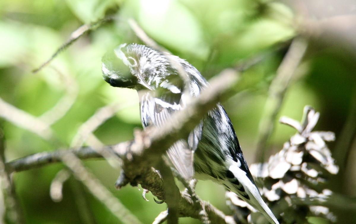 Black-and-white Warbler - Andrew Charles