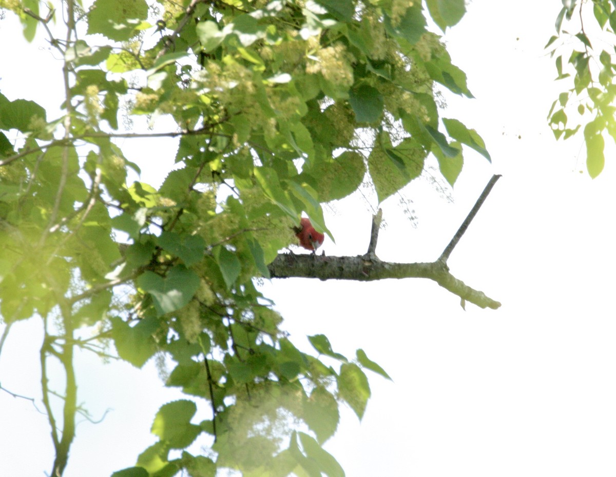 Summer Tanager - Andrew Charles