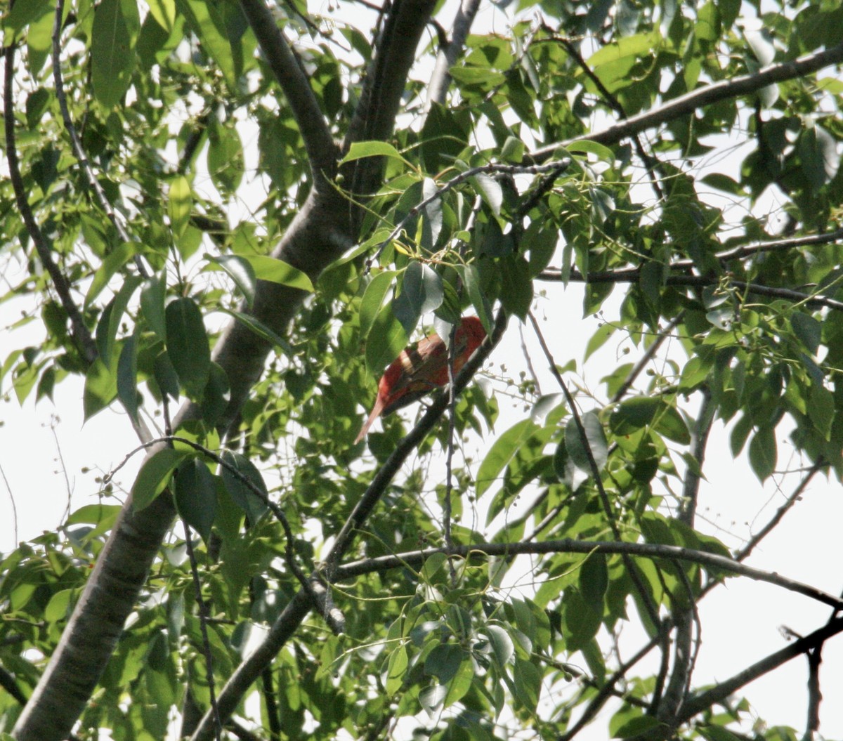 Summer Tanager - Andrew Charles