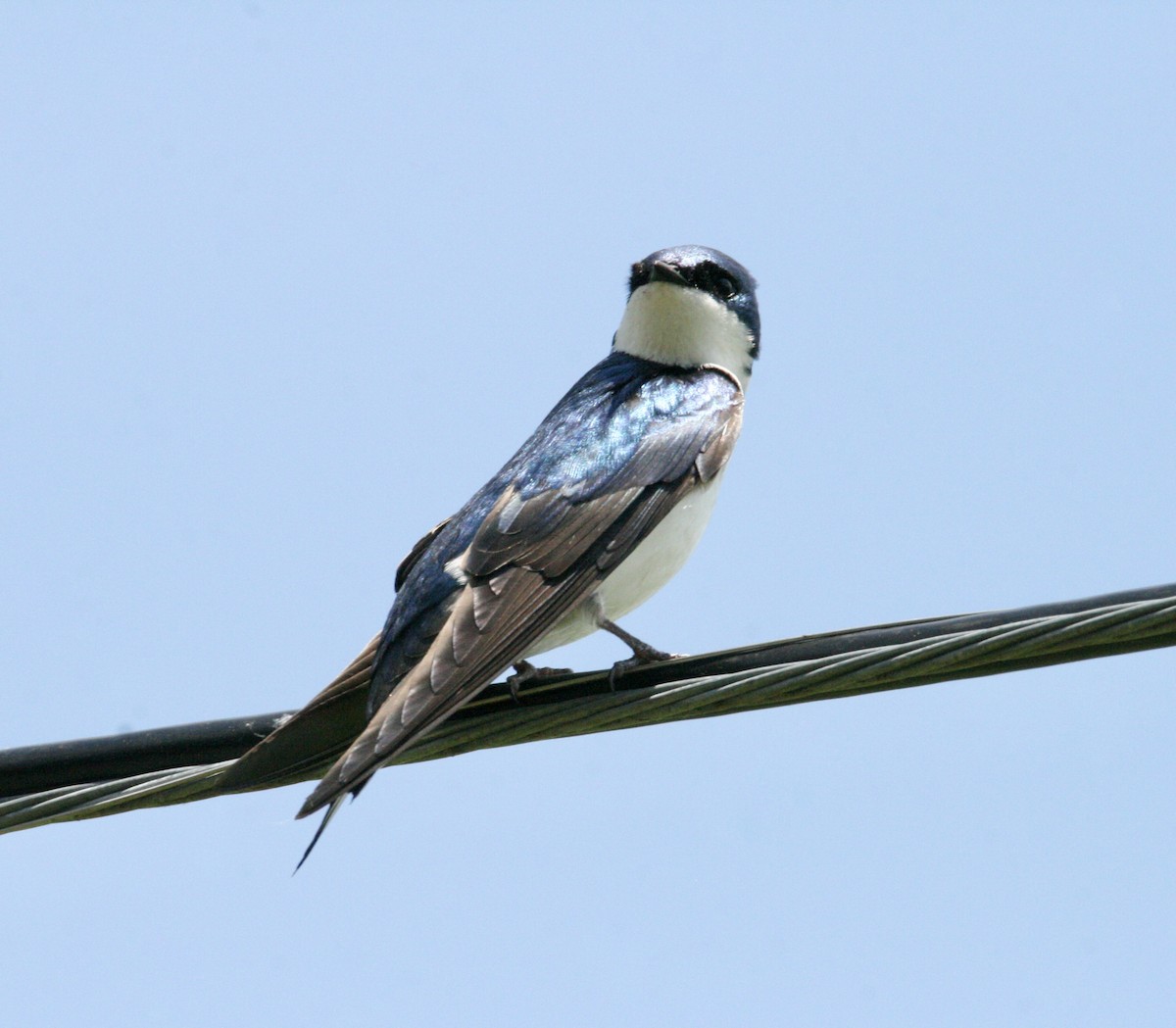 Tree Swallow - Andrew Charles